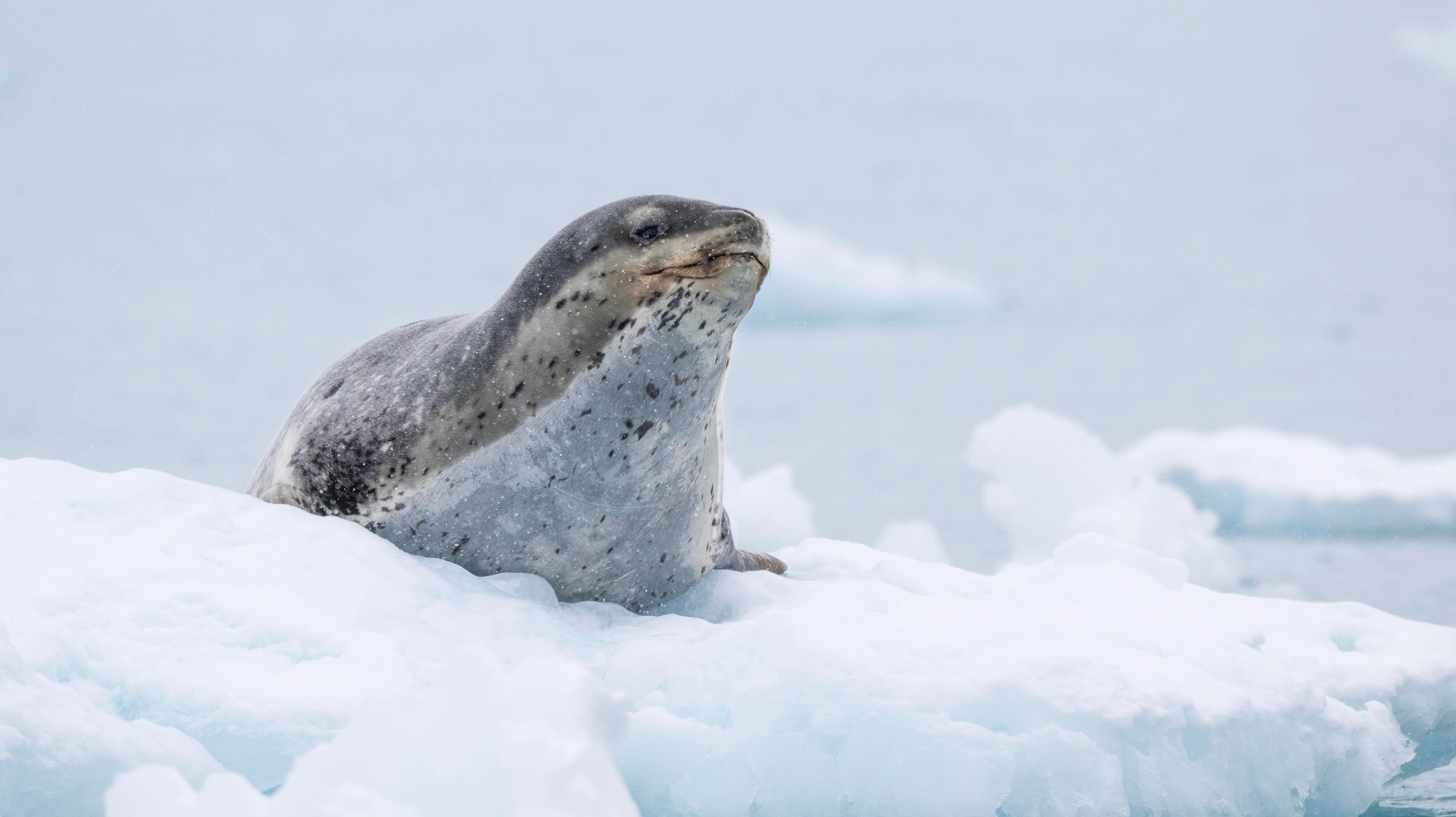 Antarctic Wonders: roundtrip cruise from Ushuaia